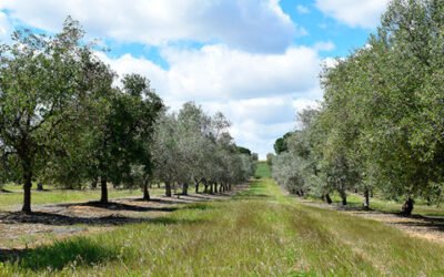 Desarrollan un modelo que predice el impacto del cambio climático sobre el olivar andaluz