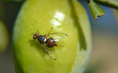 Riesgos en sanidad vegetal que pueden aparecer fruto del cambio climático