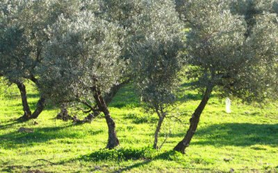 El 8,4% de la superficie mundial de olivar es de producción ecológica