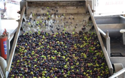 Enero confirma los bajos rendimientos del aceite