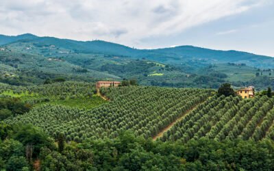 La campaña de aceite de oliva italiano baja en producción y calidad