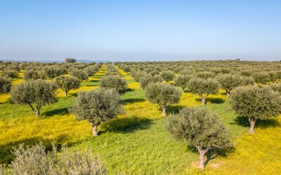 Portugal reduce un 25% la producción de aceituna