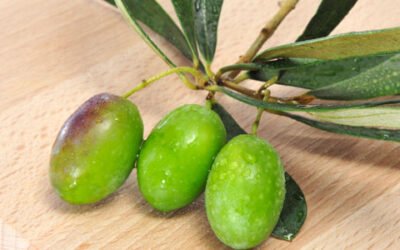 Aprobado el Real Decreto que permitirá la autorregulación del sector del aceite de oliva