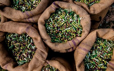 Andalucía ajusta a la baja el aforo inicial y sitúa la producción entre 1,05-1,1 millones de t.