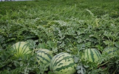 Brandt organiza un webinar para analizar la innovación en los cultivos del melón y la sandía