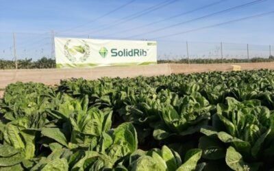 Últimas novedades de Syngenta en los principales cultivos de hoja