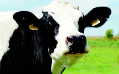 Sostenibilidad en explotaciones ganaderas de vacuno de leche