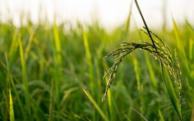 El FEGA publica los importes unitarios definitivos de ayudas asociadas PAC 2020 a los cultivos agrícolas