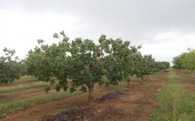 Experiencias del Itap en el cultivo del pistachero