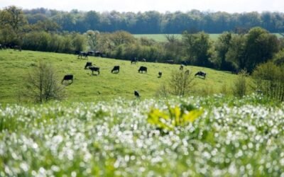 Fijados los importes definitivos de las ayudas asociadas a las explotaciones ganaderas campaña PAC 2020