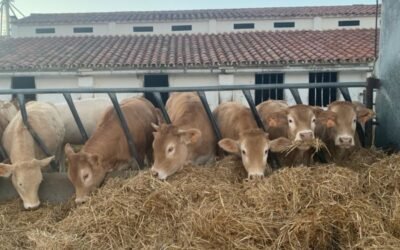 El FEGA publica los importes unitarios provisionales de la ayuda asociada al vacuno de cebo campaña PAC 2020