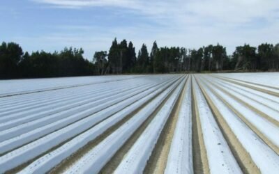 La entidad Cirplas Agroplásticos se encargará de gestionar los residuos plásticos agrarios no envases