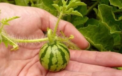 Ecoculture Biosciences elabora un programa para optimizar el cultivo de melón y sandía