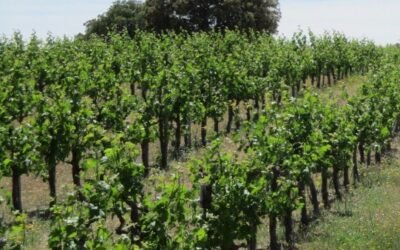 El Gobierno vuelve a flexibilizar plazos y controles de las autorizaciones de plantación de viñedo por Covid-19