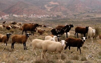La CE declara a Andalucía oficialmente libre de brucelosis bovina y ovino-caprina