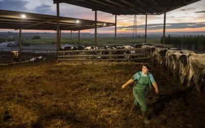 Las mujeres ya suponen el 70% de los veterinarios colegiados menores de 35 años en España