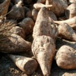 ACOR y las OPAS firman un Acuerdo Marco de Colaboración para las campañas remolacheras azucareras 2021/22 a 2026/27