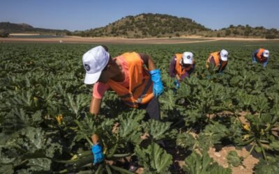 ¿Entiende Trabajo las características específicas de la actividad laboral en el sector agrario?