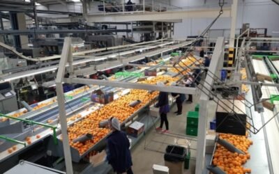 Impacto Covid-19: más de la mitad de las empresas agroalimentarias cree que las alianzas en el sector aumentarán