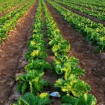 Corteva Agriscience elige a Dadelos Agrosolutions para la comercialización global de bioestimulantes