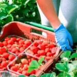 Carrefour saca pecho por su compra de la fresa española cuando le llueven las críticas por tirar los precios en sus tiendas
