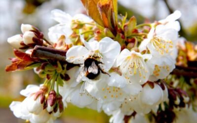 Vidi Terrum, la solución de Koppert para un óptimo cuajado de los frutos