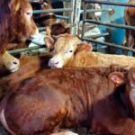 Exigen a la CE que explique las medidas que van a tomar contra Turquía por provocar la crisis de los buques con ganado sacrificado