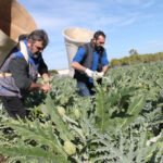 Las cosas claras: El sector agrario rechaza el concepto de coste efectivo de producción en la Ley de la Cadena por ser muy confuso