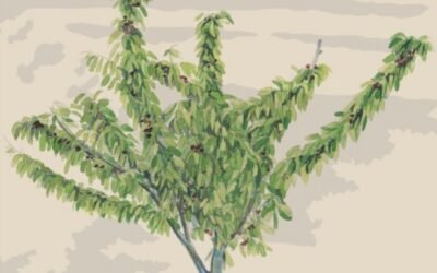 Curso de Poda y Manejo Sostenible de Frutales en Covarrubias