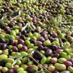 La DOP Montes de Toledo finaliza su campaña con 18.000 toneladas de aceituna pese al impacto de la pandemia y la borrasca Filomena