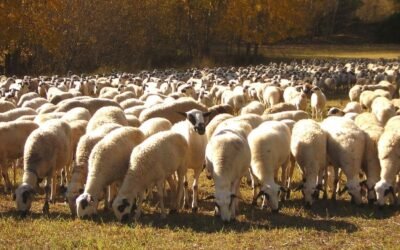 España declarada oficialmente indemne de brucelosis ovina y caprina por la UE