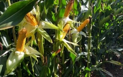 Nergetic Dynamic, de Fertiberia Tech, proporciona al maíz el NPK que necesita durante todo el cultivo