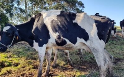 Control de la paratuberculosis bovina: identificación y validación de biomarcadores de detección precoz de la enfermedad