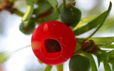 Plantas tóxicas que afectan a pequeños rumiantes