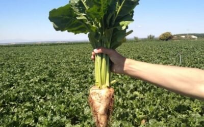 Azucarera pierde el laudo arbitral por bajar el precio de la remolacha e incumplir el AMI  en 2919