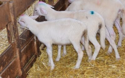 La fitoterapia: una potencial herramienta alternativa frente a la coccidiosis ovina