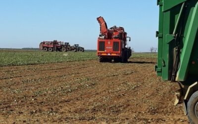 Azucarera anuncia mejoras en la contratación de remolacha para la campaña 2021/22