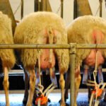 El precio en origen leche de oveja sube el 7,9% y la de cabra, sin cambios en enero mientras se cierran los importes de la ayuda asociada