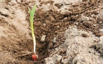 Initio, la nueva gama de tratamientos de semilla en maíz de KWS