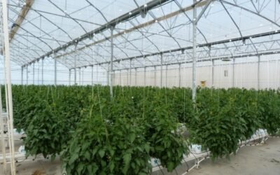 Andalucía apuesta por Kazajistán y Uzbekistán como mercados estratégicos para sus fertilizantes agrícolas