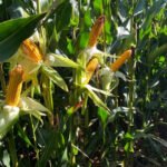 Nergetic Dynamic asegura la demanda de NPK del maíz, protegiendo los nutrientes y evitando pérdidas por lixiviación