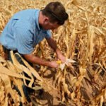 Las lluvias paralizan la siega de las últimas 5.000 hectáreas de maíz que siguen sin cotizar en una jornada con subidas moderadas