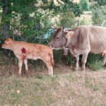 Convocada una protesta unitaria contra la protección del lobo bajo el lema «Menos lobos y más ganaderos»