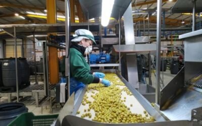 Cooperativas expone a la CE los retos del sector de la aceituna de mesa