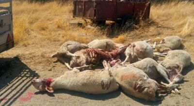 El lobo puede esperar* . oficialmente la prohibición de cazar al gran depredador que es el lobo. Por Eduardo Moyano Estrada.  Instituto de Estudios Sociales Avanzados (IESA/CSIC) de Córdoba.