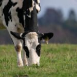 La selección genética y la alimentación pueden reducir las emisiones de metano del vacuno lechero en un 20%