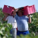 El acuerdo para nuevas ayudas para el sector del vino se ralentiza y la CE solo asume que estudiará esta posibilidad