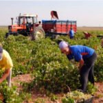 Nuevas voces exigen a la ministra de Trabajo paralizar su Plan de Choque en el empleo por sus nefastas consecuencias para el campo