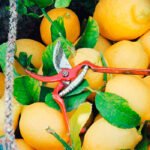 Entre los efectos de la pandemia y el ‘precio periódico’ el sector del limón fino se hunde con pérdidas millonarias