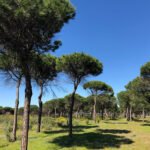 Una inversión este año de 85 millones de euros en trabajos de prevención para proteger los bosques andaluces